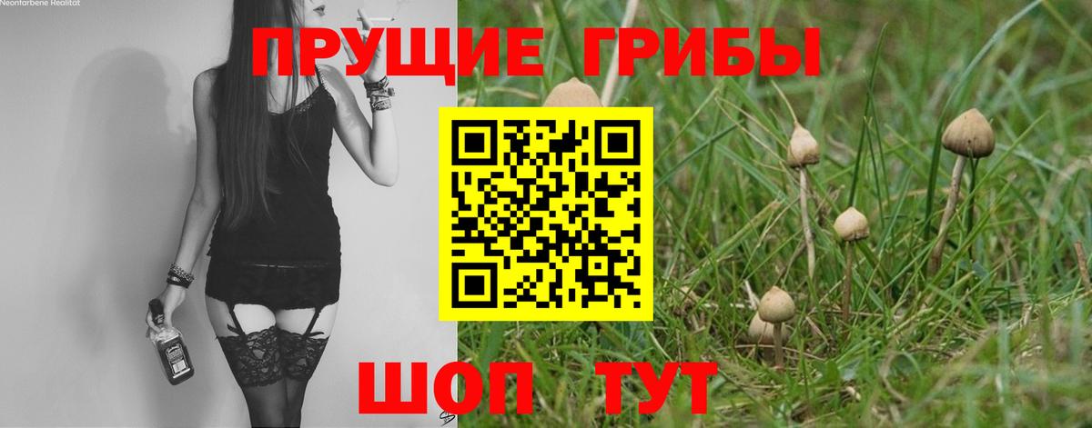 Псилоцибиновые грибы Psilocybe  Вход с VPN  Братск 